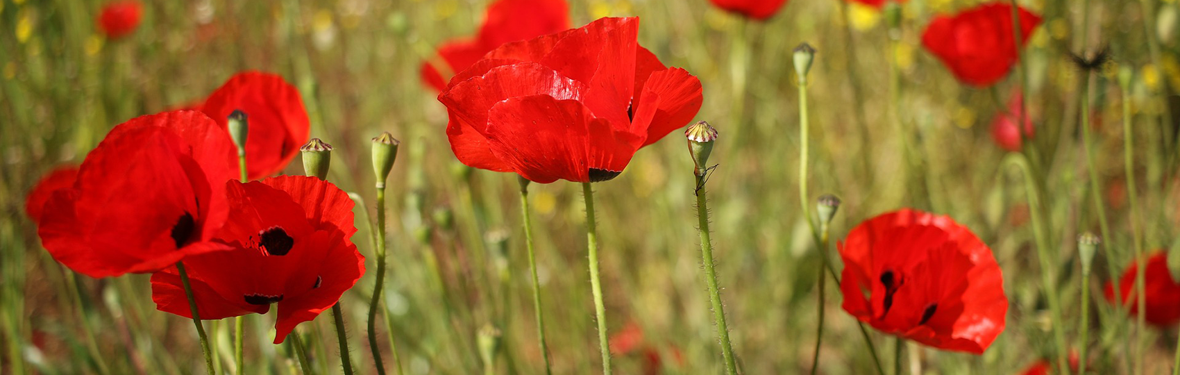 Bestattungen Mayr GBR